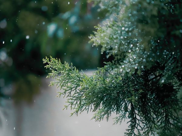 雨に濡れるヒノキの枝葉