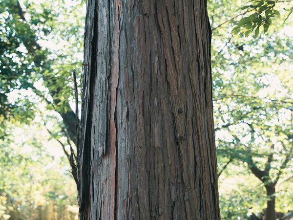ヒノキの幹と緑